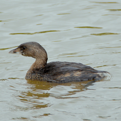 Pied-Billed Grebe 